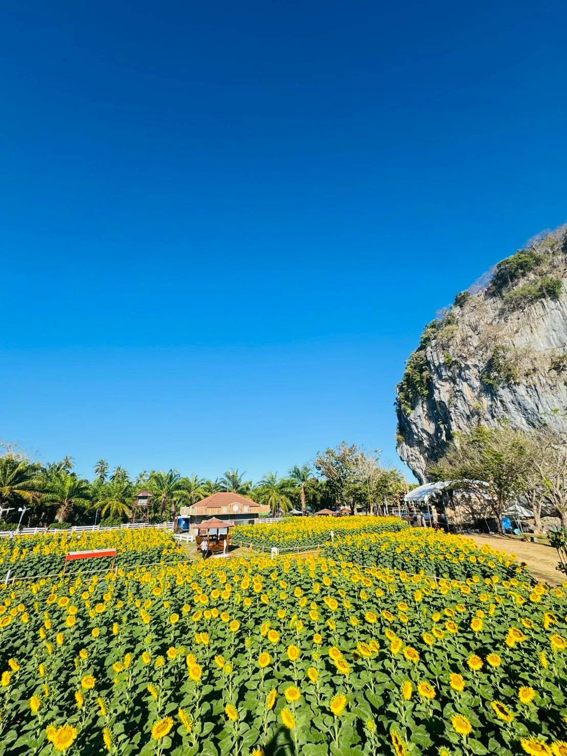 ประมวลภาพเทศกาลทุ่งทานตะวันบาน ณ เขาทะนาน ปี 2569