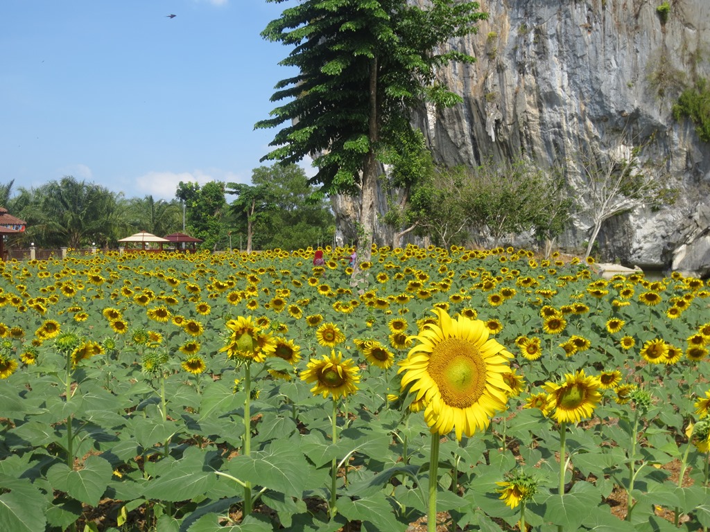ทุ่งทานตะวัน เขาทะนาน อ.ทุ่งหว้า จ.สตูล
